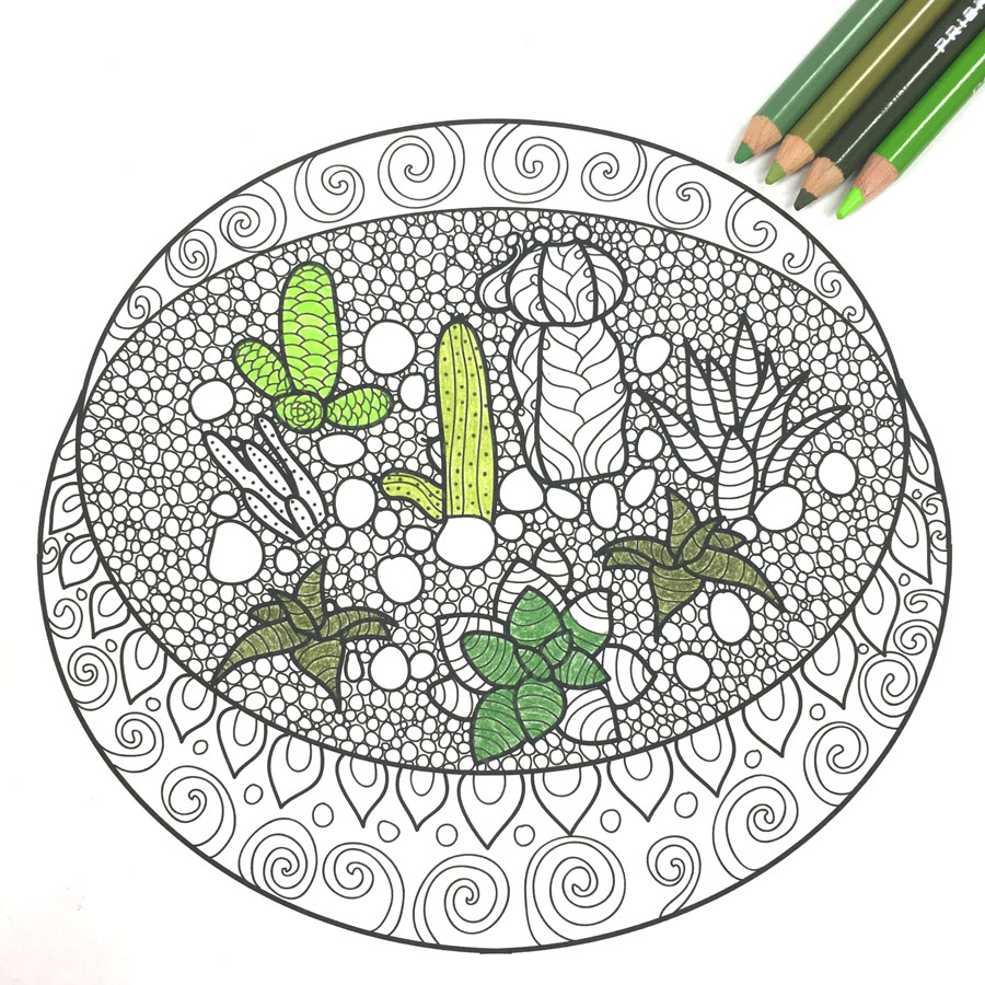 Cactus succulent adult coloring sheet set pop shop america