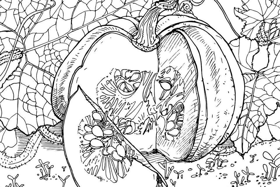 Pumpkin coloring pages free fun printable coloring pages of pumpkins that celebrate fall printables mom