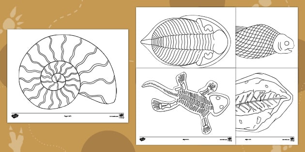 Printable fossil loring sheets for kids usa