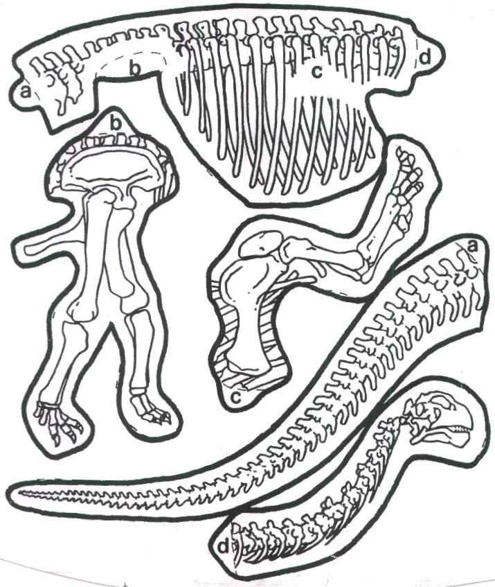 Dinosaur pasta skeletons crafts and worksheets for preschooltoddler and kindergarten