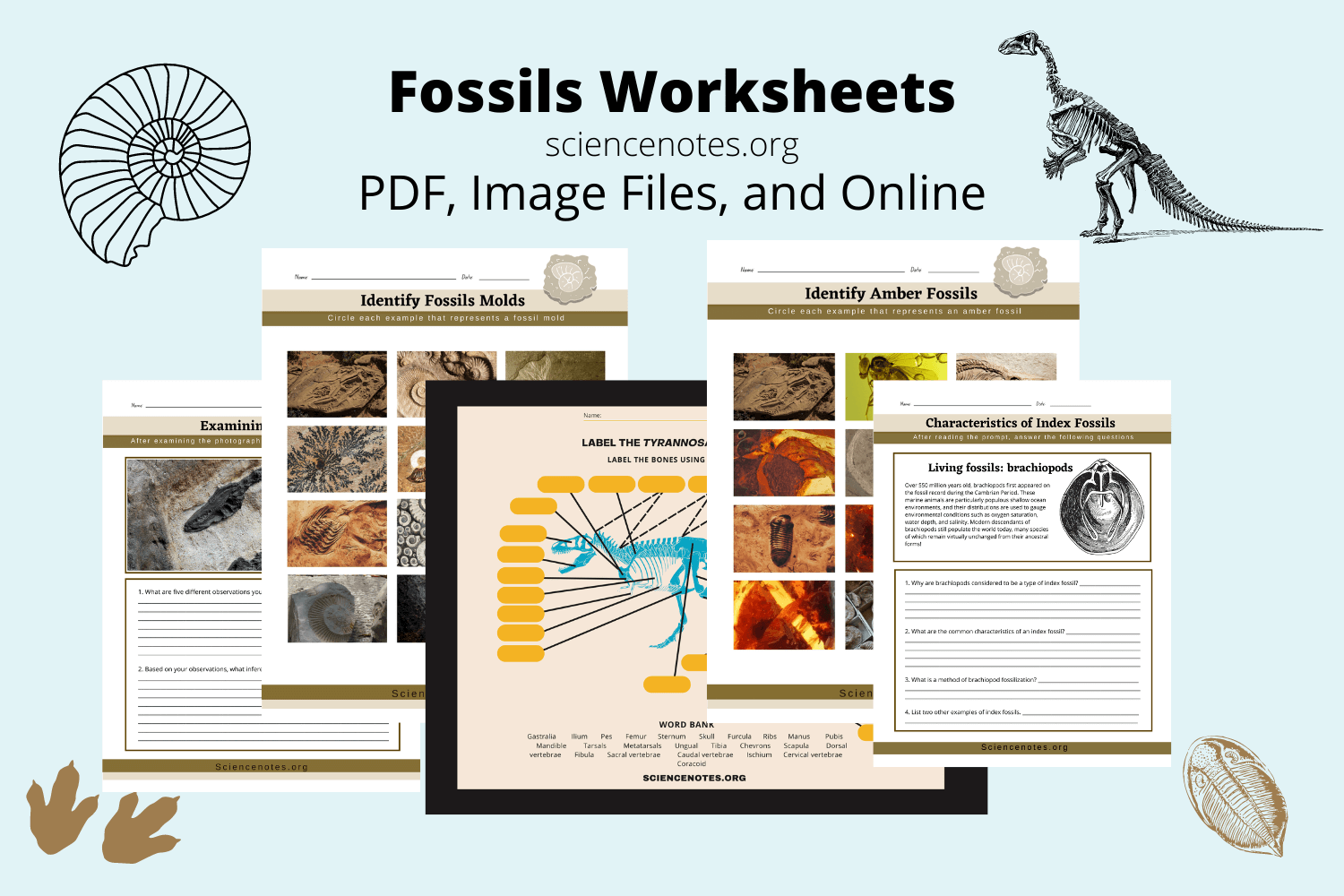 Fossils worksheets