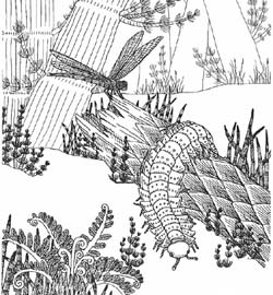 Free printable coloring pages of fossils from various geologic time periods