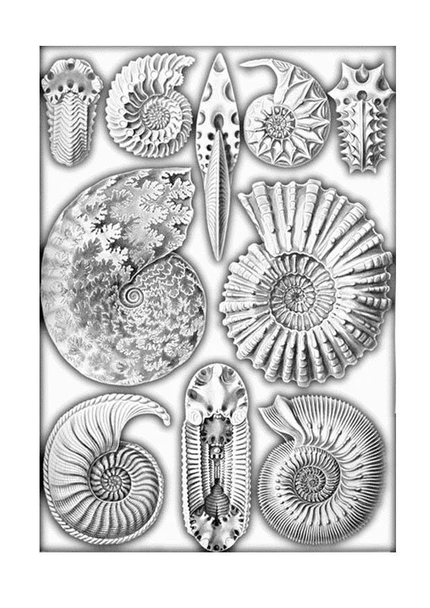 Coloring page fossils