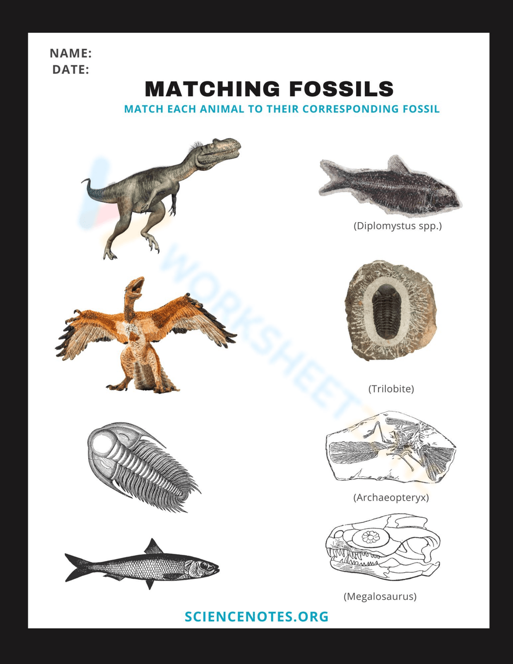 Free printable fossils worksheets for teaching learning