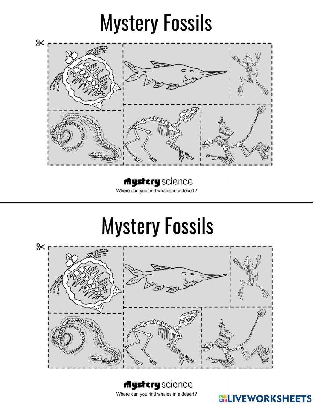 Fossils steam worksheet live worksheets