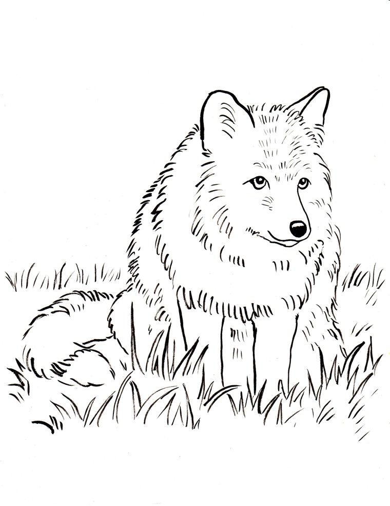 Fox coloring page