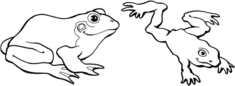 Free frog colouring pages animal corner