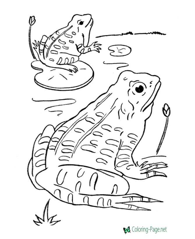 Frog coloring pages