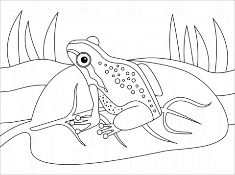 Frog coloring page free printable coloring pages