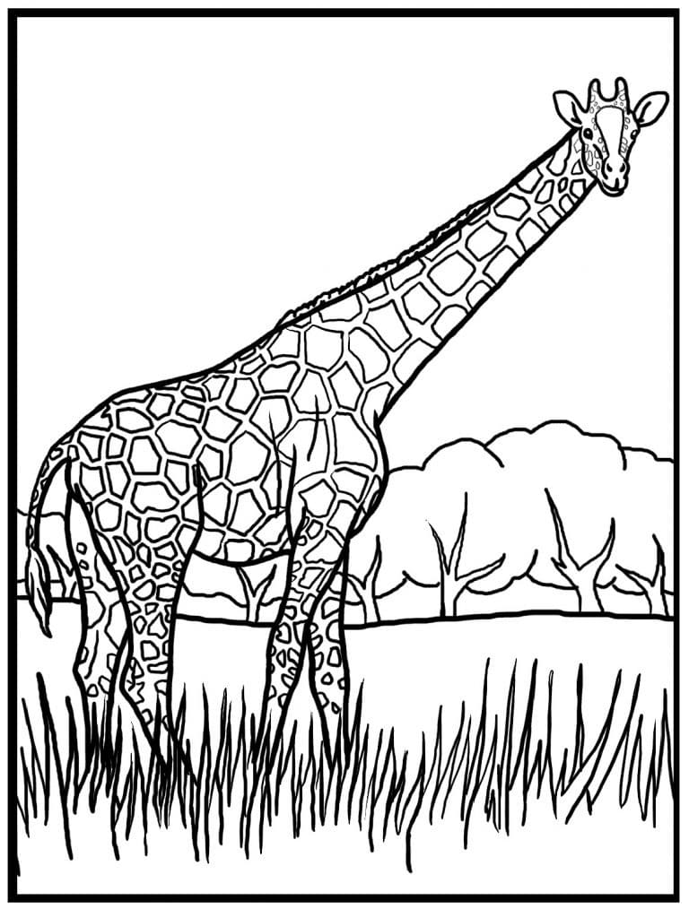 Giraffe free for kids coloring page