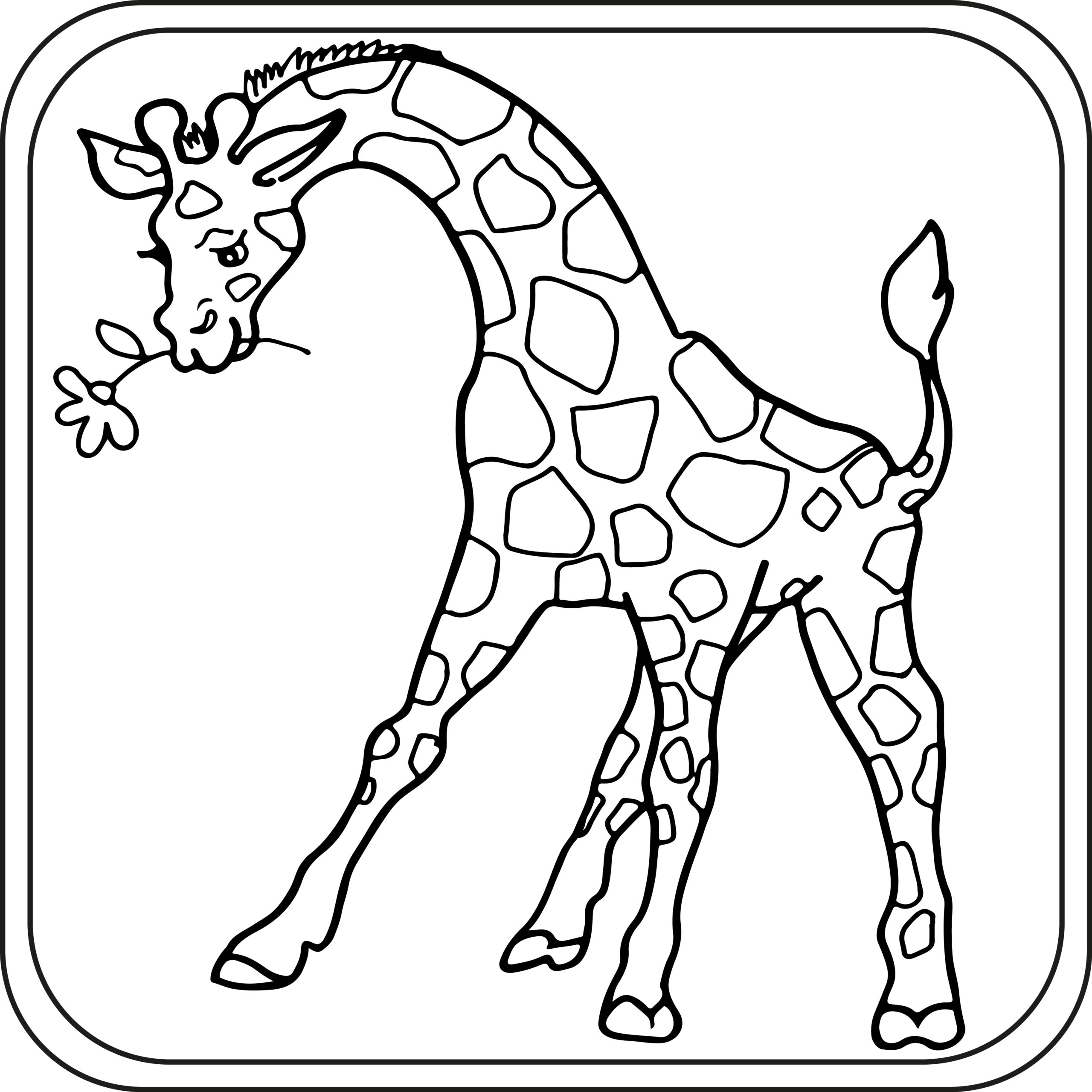 Giraffe coloring pages preschool kindergarten first grade made by teachers