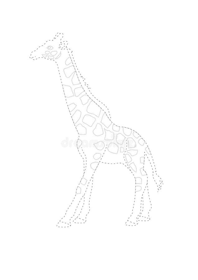 Trace and color giraffe giraffe tracing worksheet game or giraffe cartoon coloring page stock vector