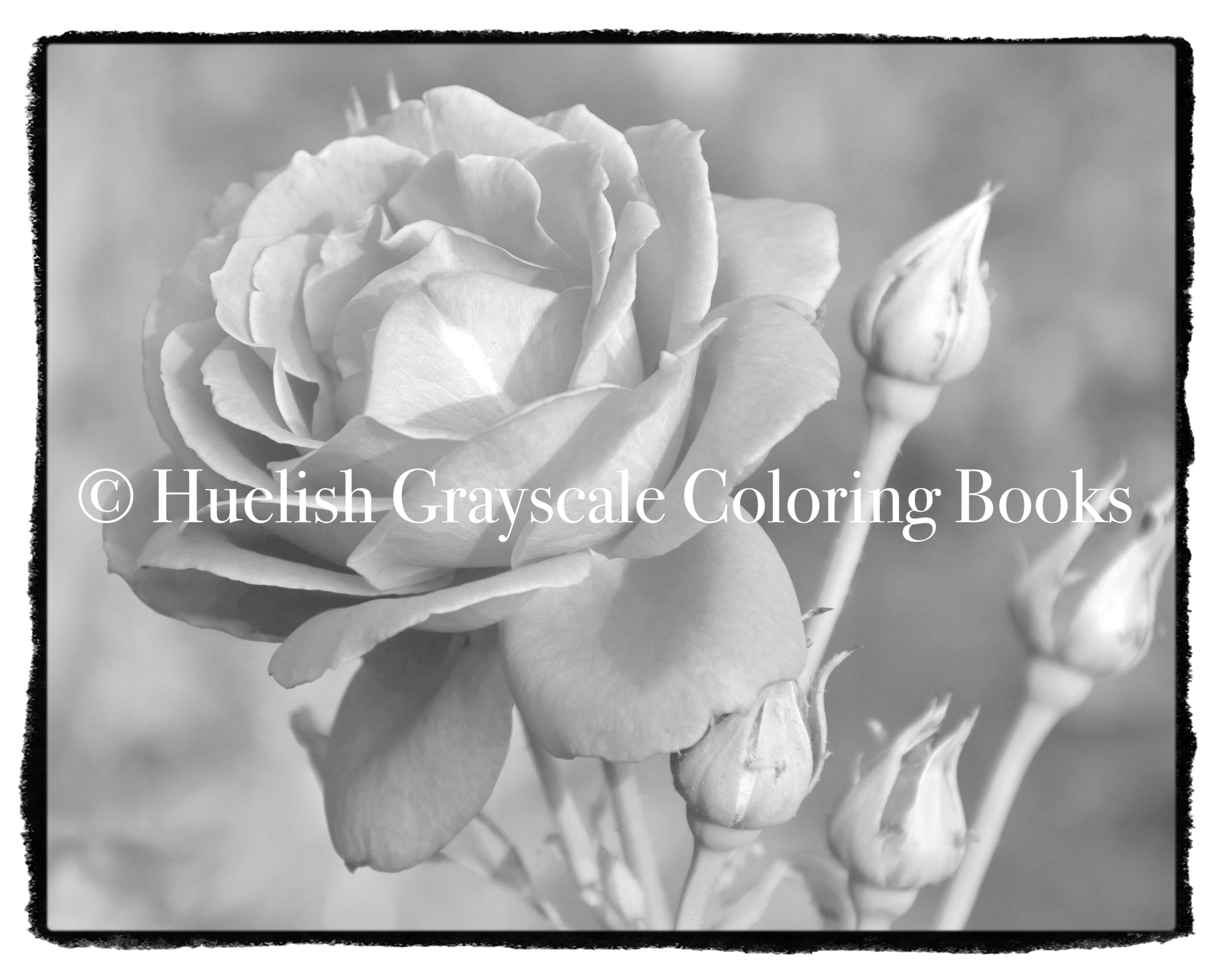 Downloadable grayscale coloring page rose from beautiful nature