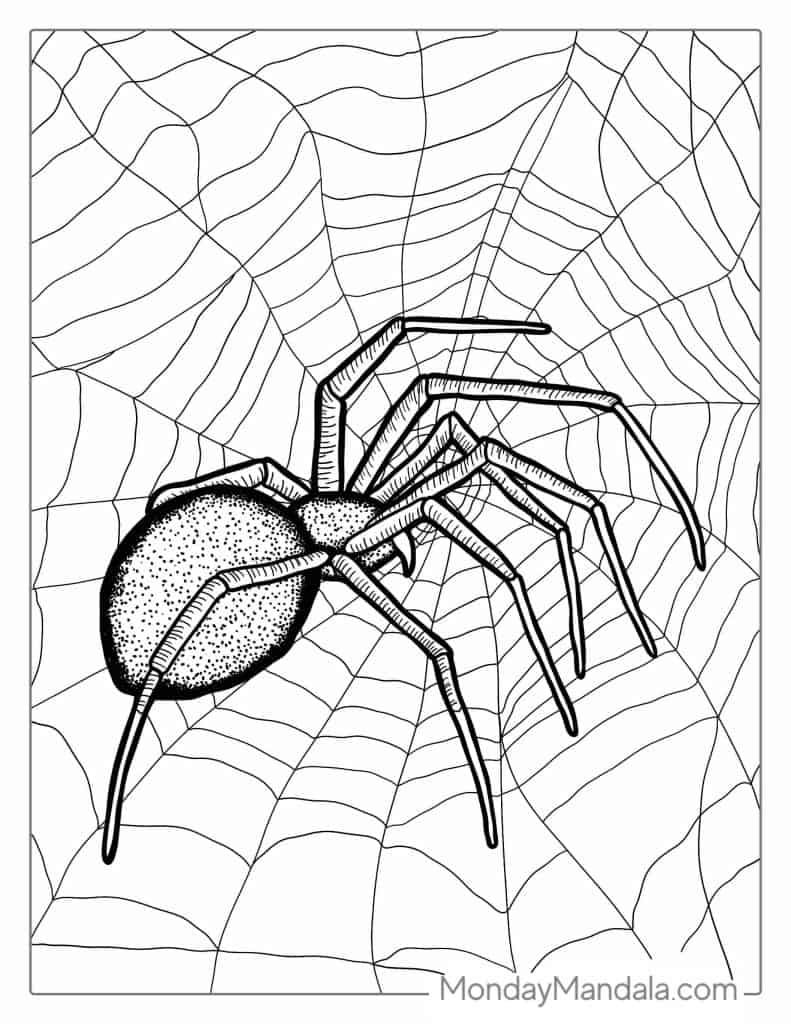 Spider coloring pages free pdf printables