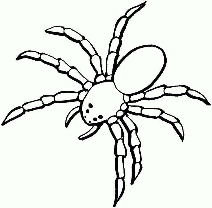 Free printable spider coloring pages for kids spider coloring page free coloring pages animal coloring pages