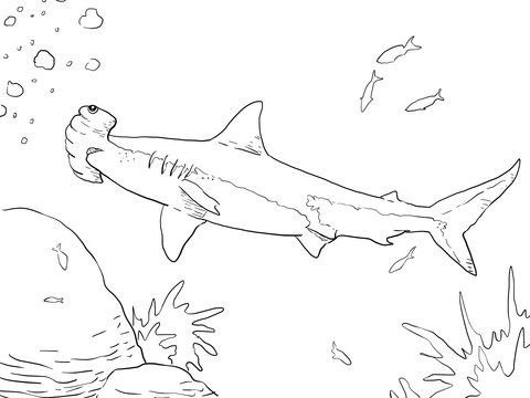 Great hammerhead shark coloring page free printable coloring pages