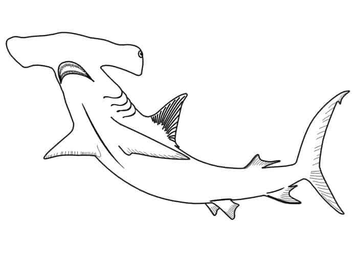 Shark coloring pages free printable shark coloring pages animal coloring pages coloring pages