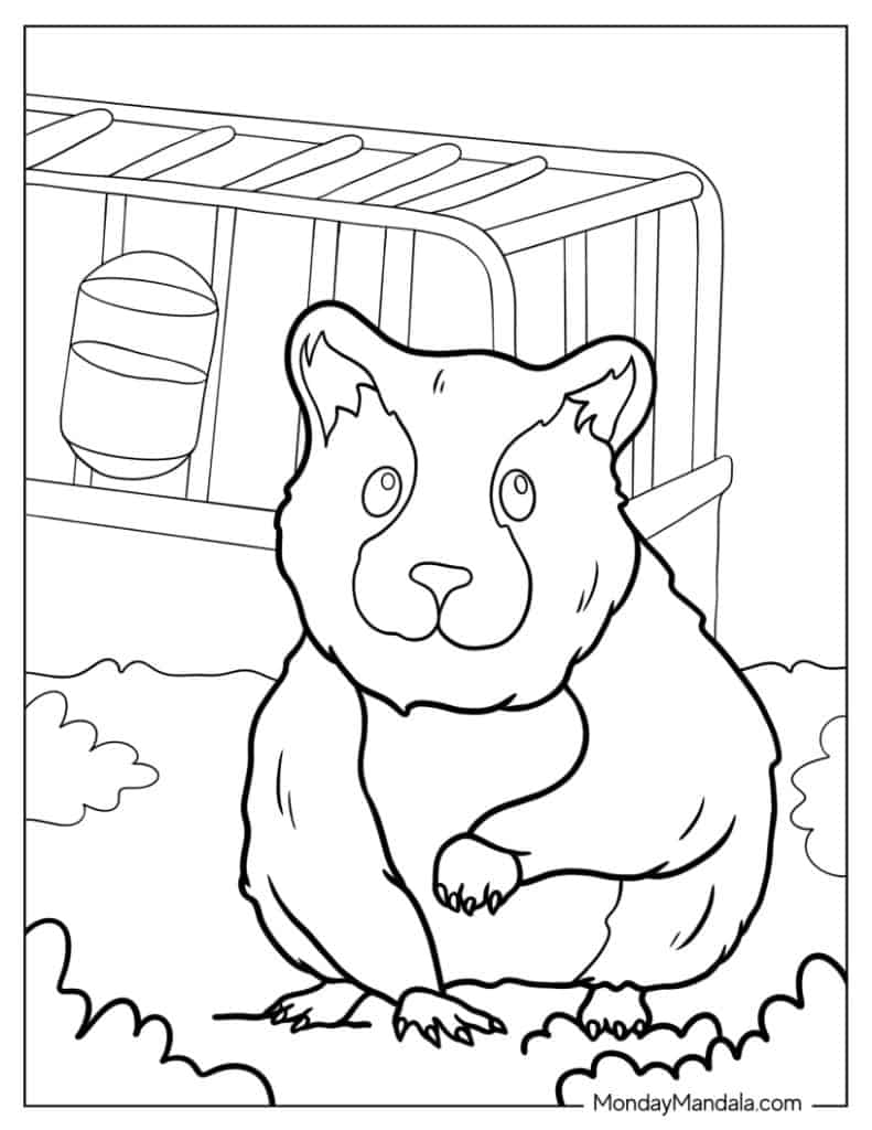 Hamster coloring pages free pdf printables