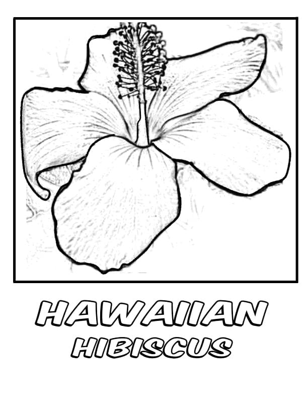 Hawaiian hibiscus coloring page