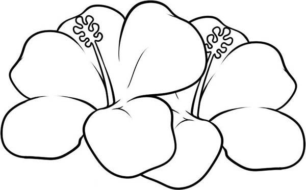 Hawaiian flower coloring page flower coloring pages printable flower coloring pages coloring pages
