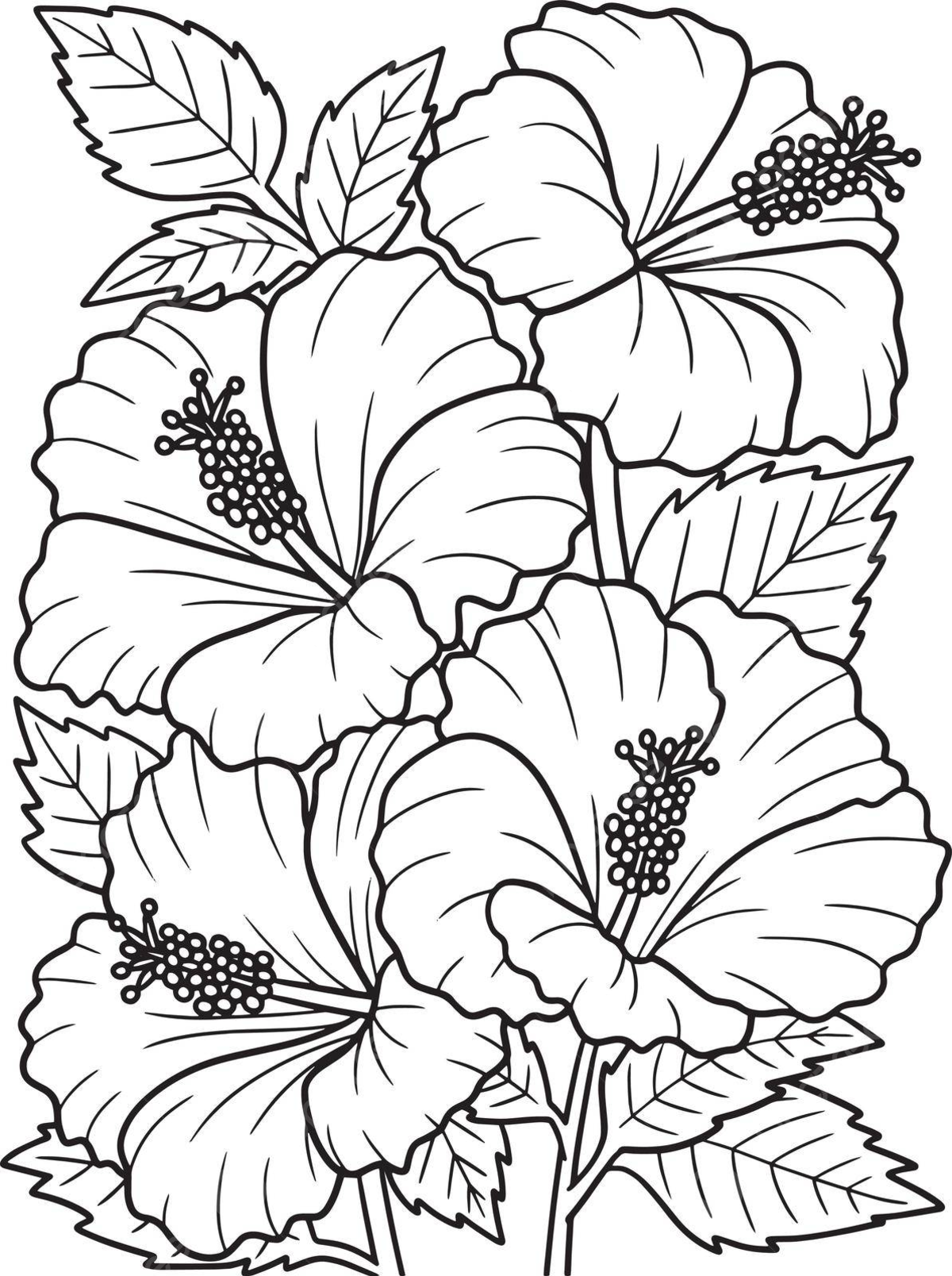 Hibiscus flower coloring page for adults design flower colour vector flower drawing ring drawing hibiscus flower drawing png and vector with transparent background for free download