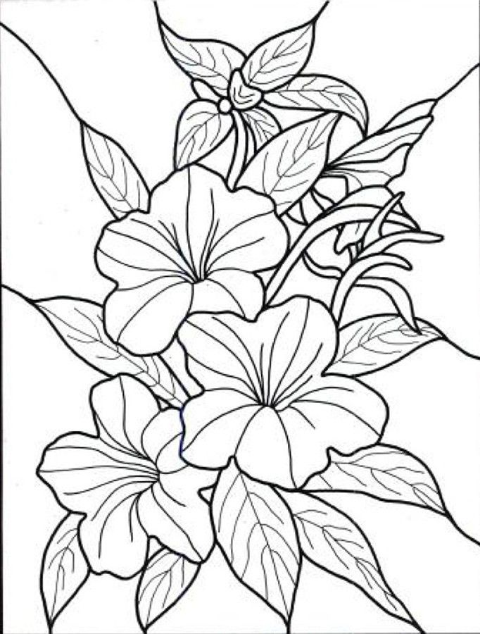 Hawaiian flower colouring pages page printable flower coloring pages flower coloring sheets flower coloring pages