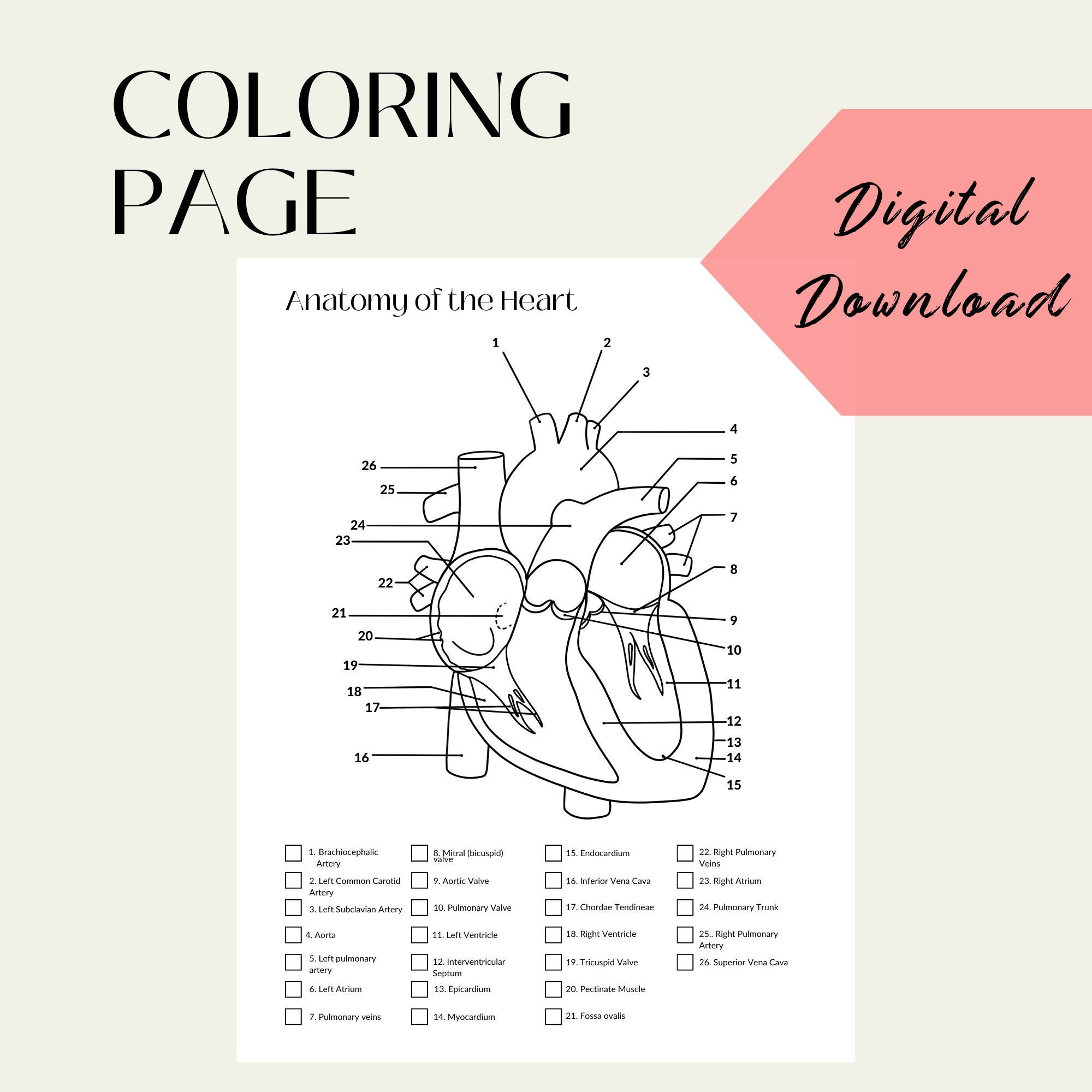 Anatomy heart color