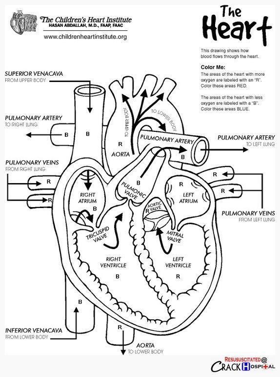 The heart internal anatomy coloring sheet