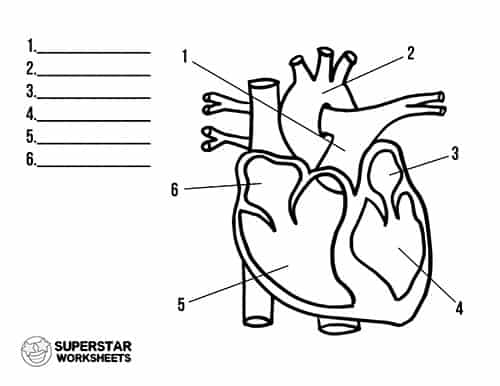 Heart worksheets