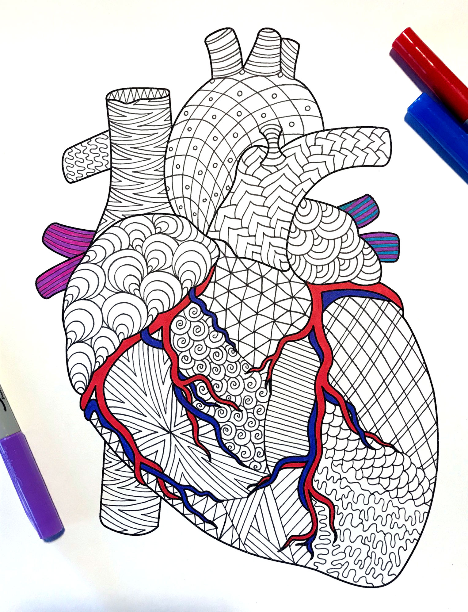 Heart â human anatomy â pdf zentangle coloring page â scribble stitch