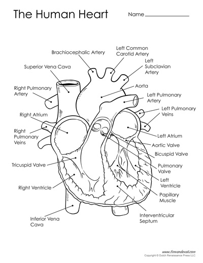 Free printable human heart diagram for kids â labeled and unlabeled â tims printables