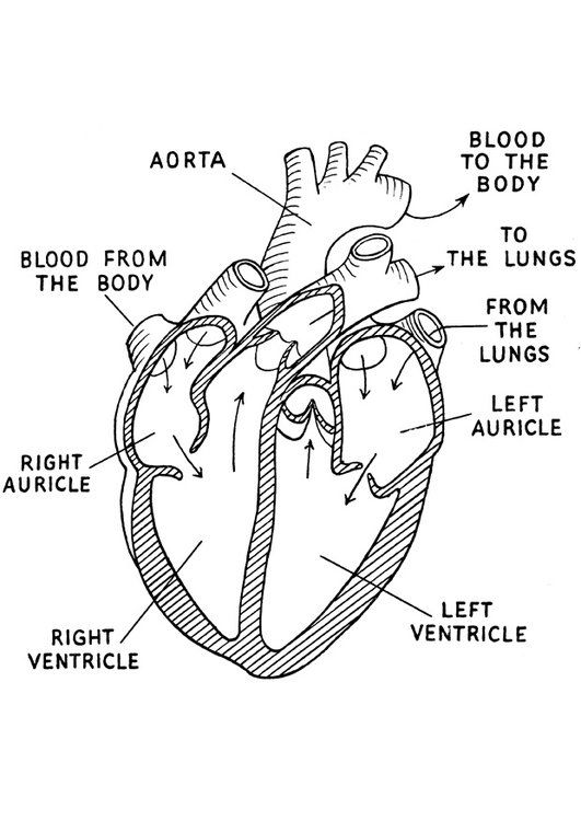 Coloring page heart anatomy coloring book heart coloring pages heart diagram