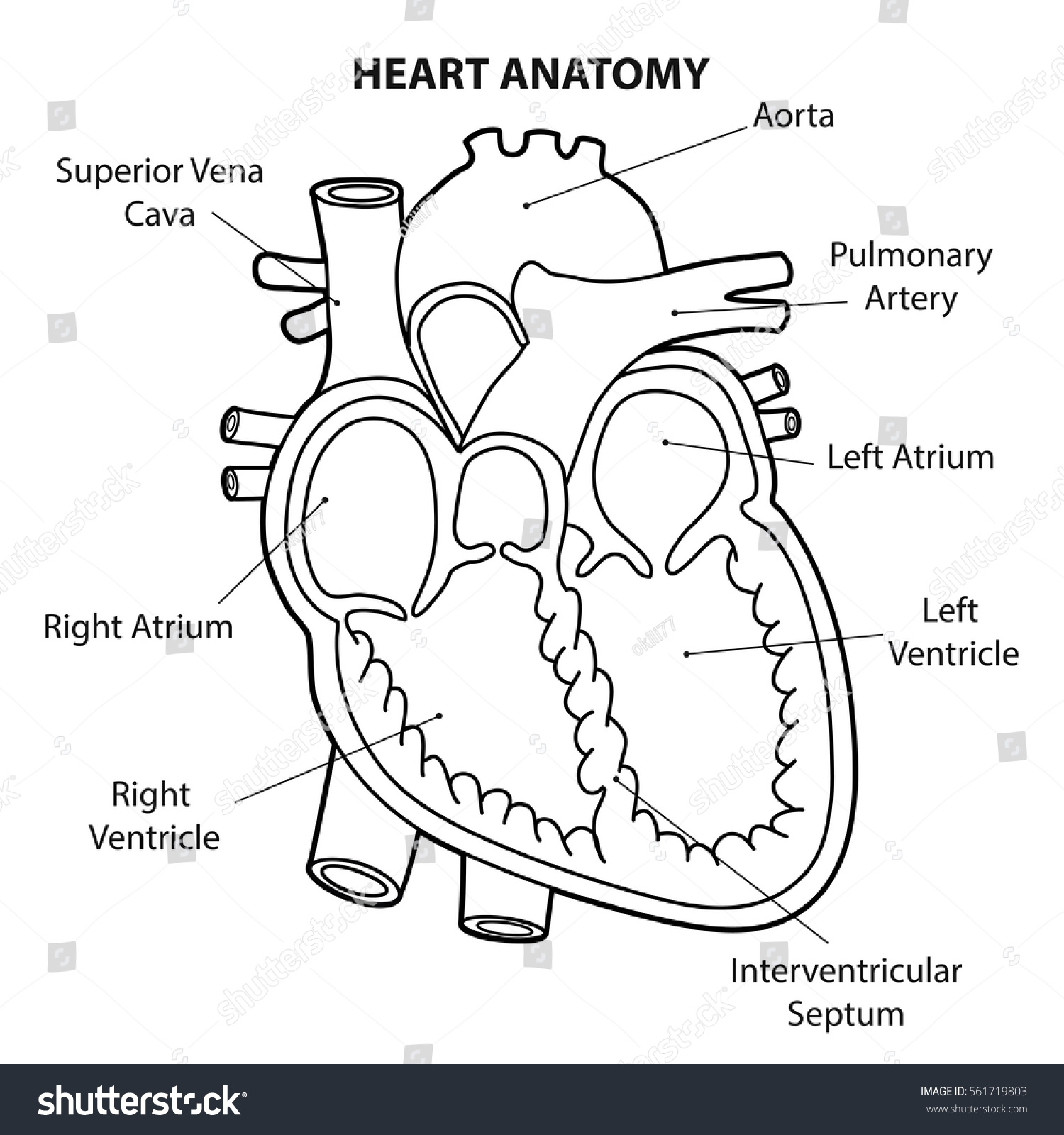 Human heart diagram outline photos and images