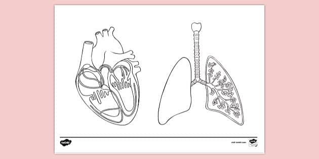 Free anatomy louring book page