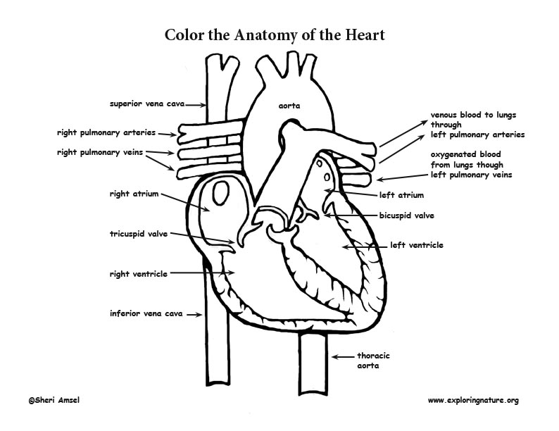 Heart anatomy coloring page