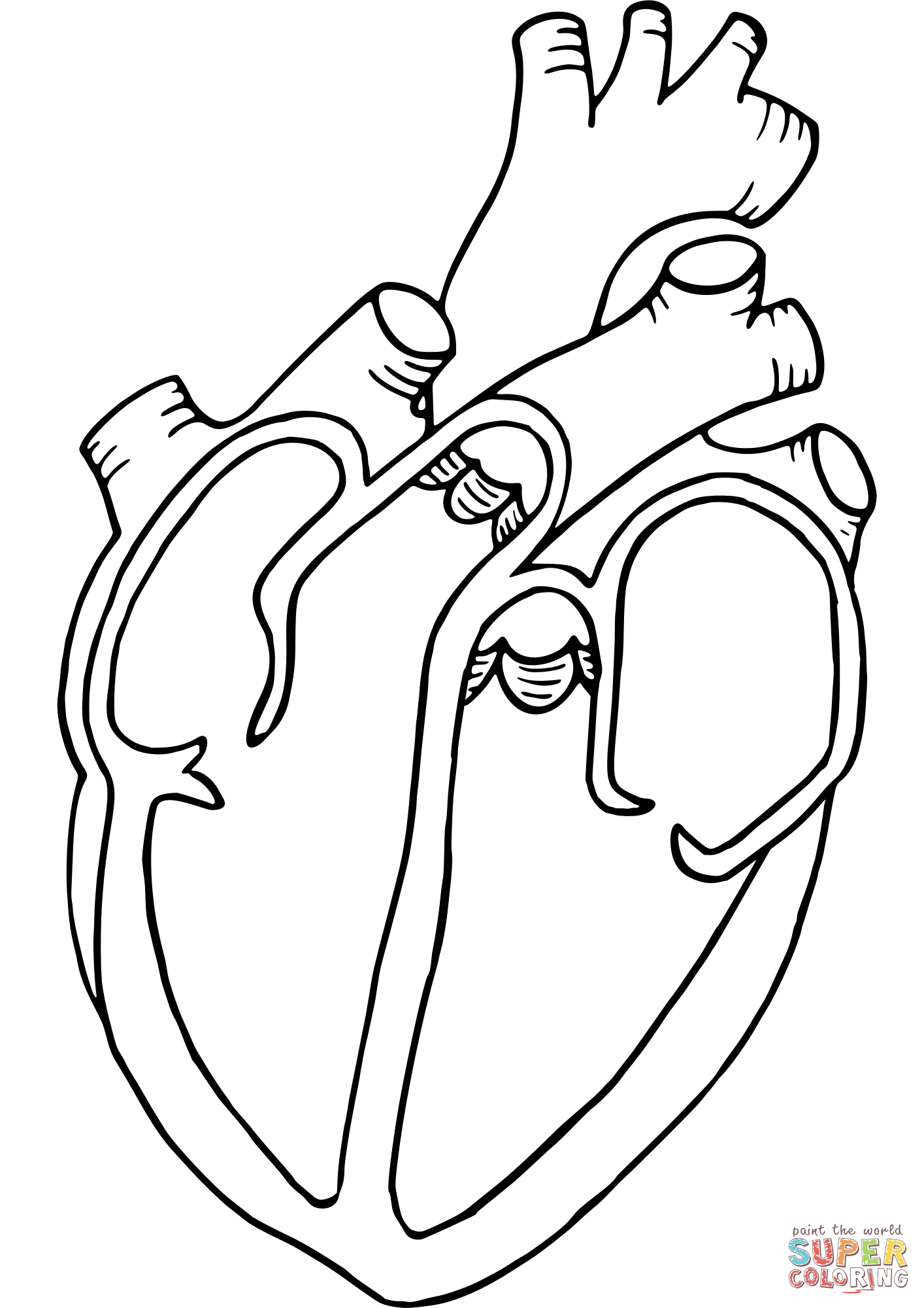 Anatomical heart coloring page free printable coloring pages