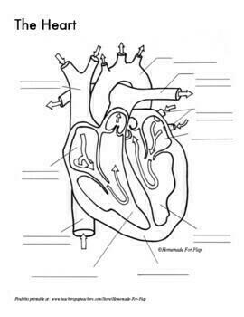 Heart diagrams for labeling and coloring with reference chart and summary