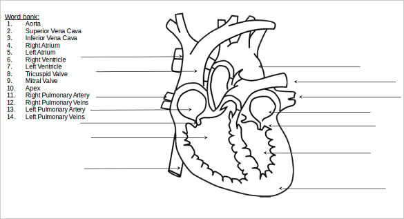 Heart diagram â free printable word excel eps psd download