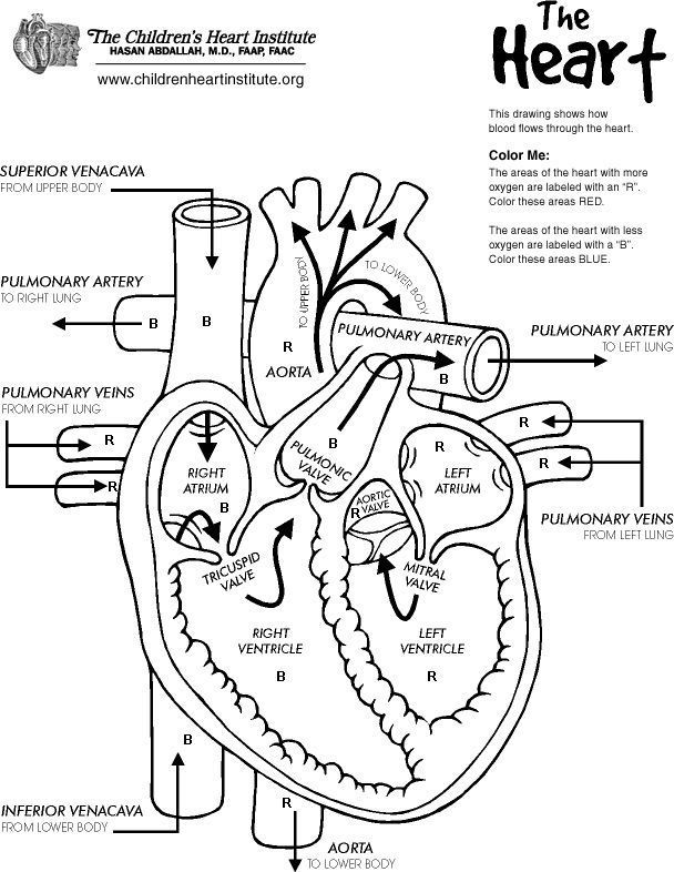 Anatomy coloring pages for kids free coloring pages heart diagram anatomy coloring book heart coloring pages