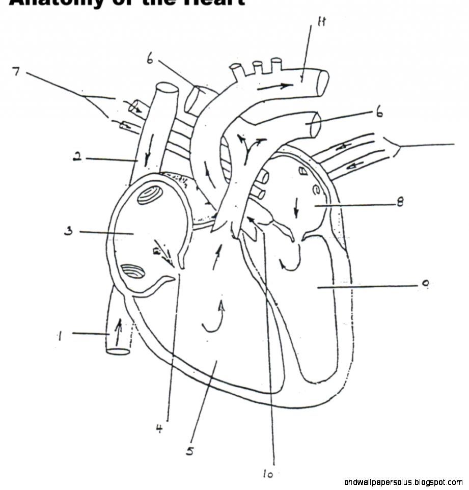 Anatomical heart coloring pages