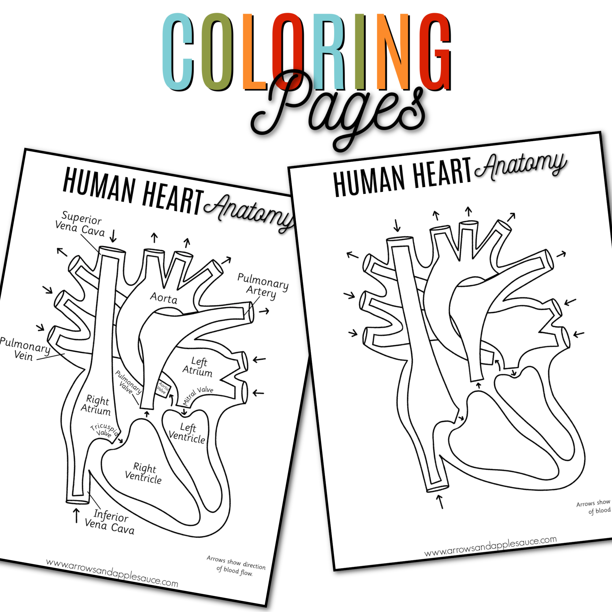 Human heart anatomy printable activities â arrows and applesauce