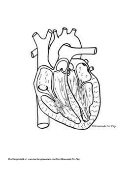 Heart diagrams for labeling and coloring with reference chart and summary