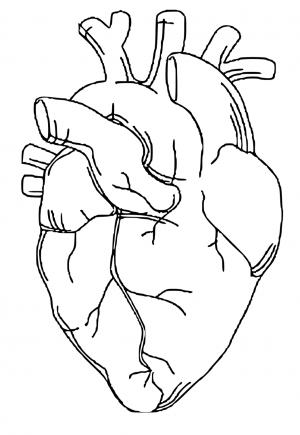 Free printable anatomy coloring pages for adults and kids