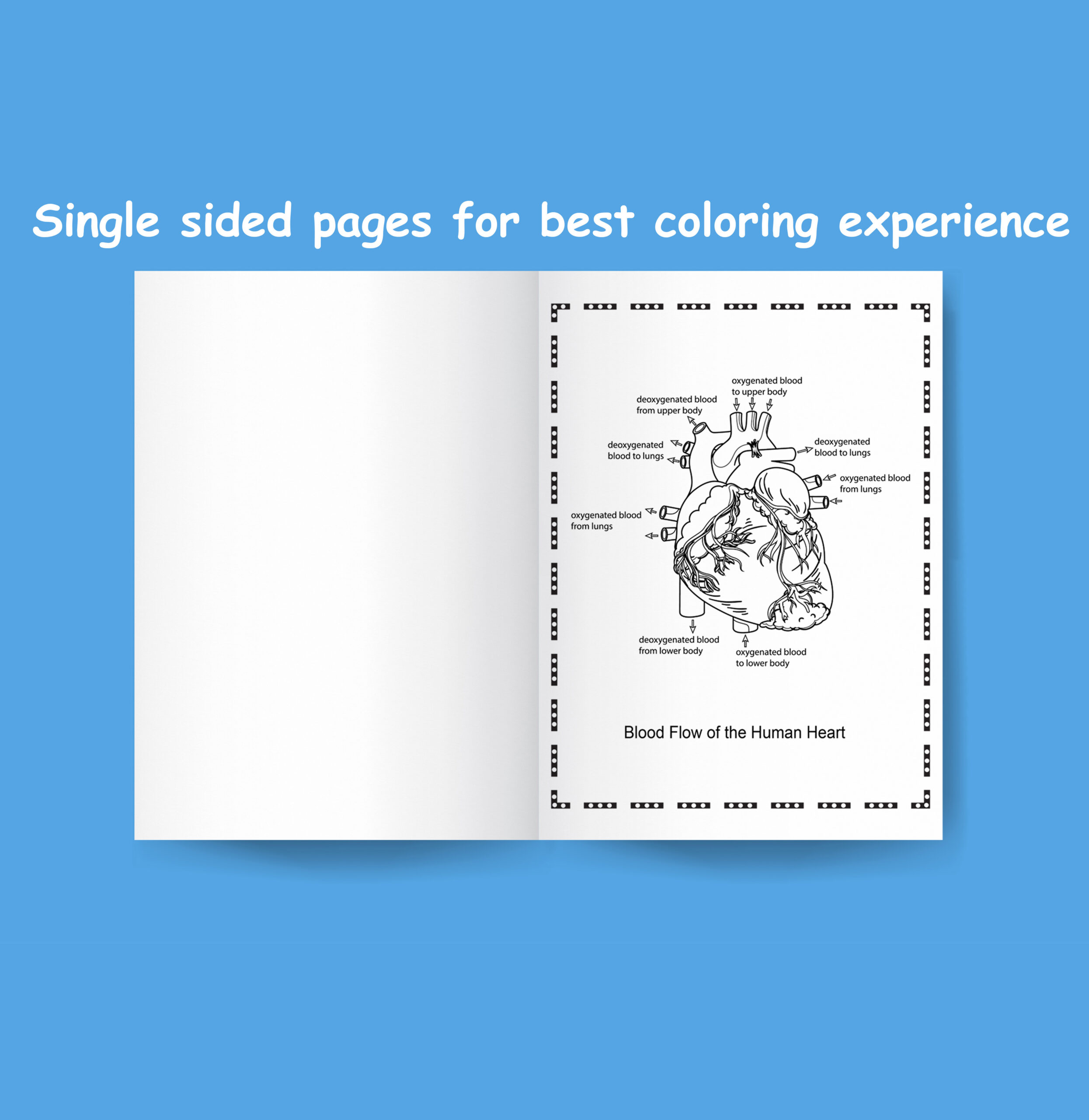 Printable human anatomy coloring book instructive guide for the human body and physiology made by teachers