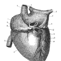 Human anatomy heart coloring pages