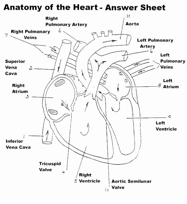 Human heart coloring worksheet human anatomy coloring pages the heart x free printable human heart anatomy anatomy and physiology heart diagram