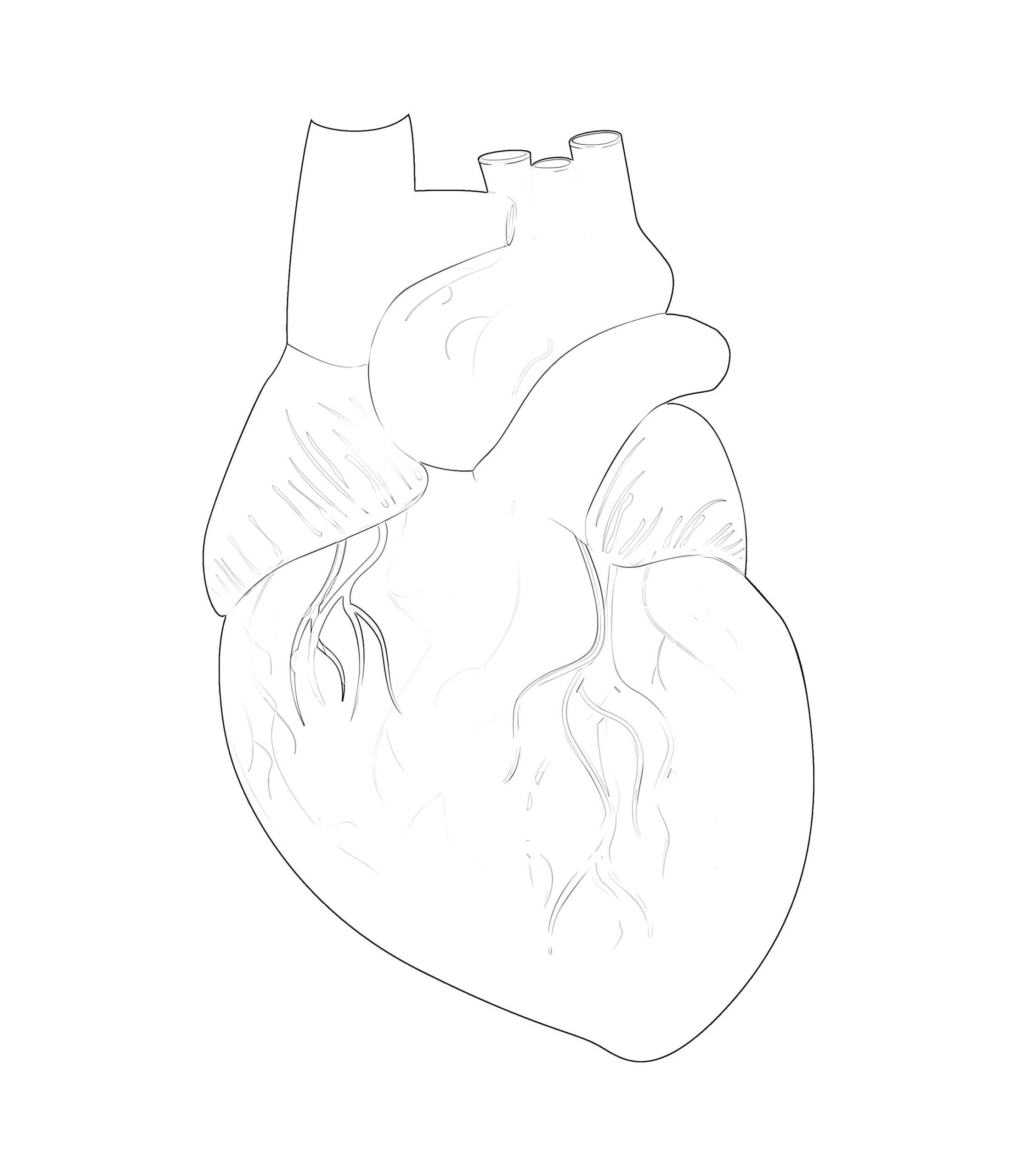 Heart anatomy coloring page