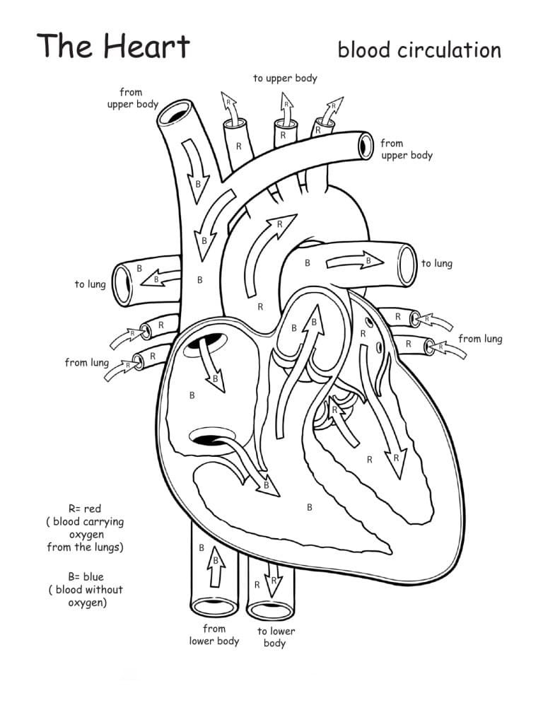 Anatomy coloring pages printable for free download