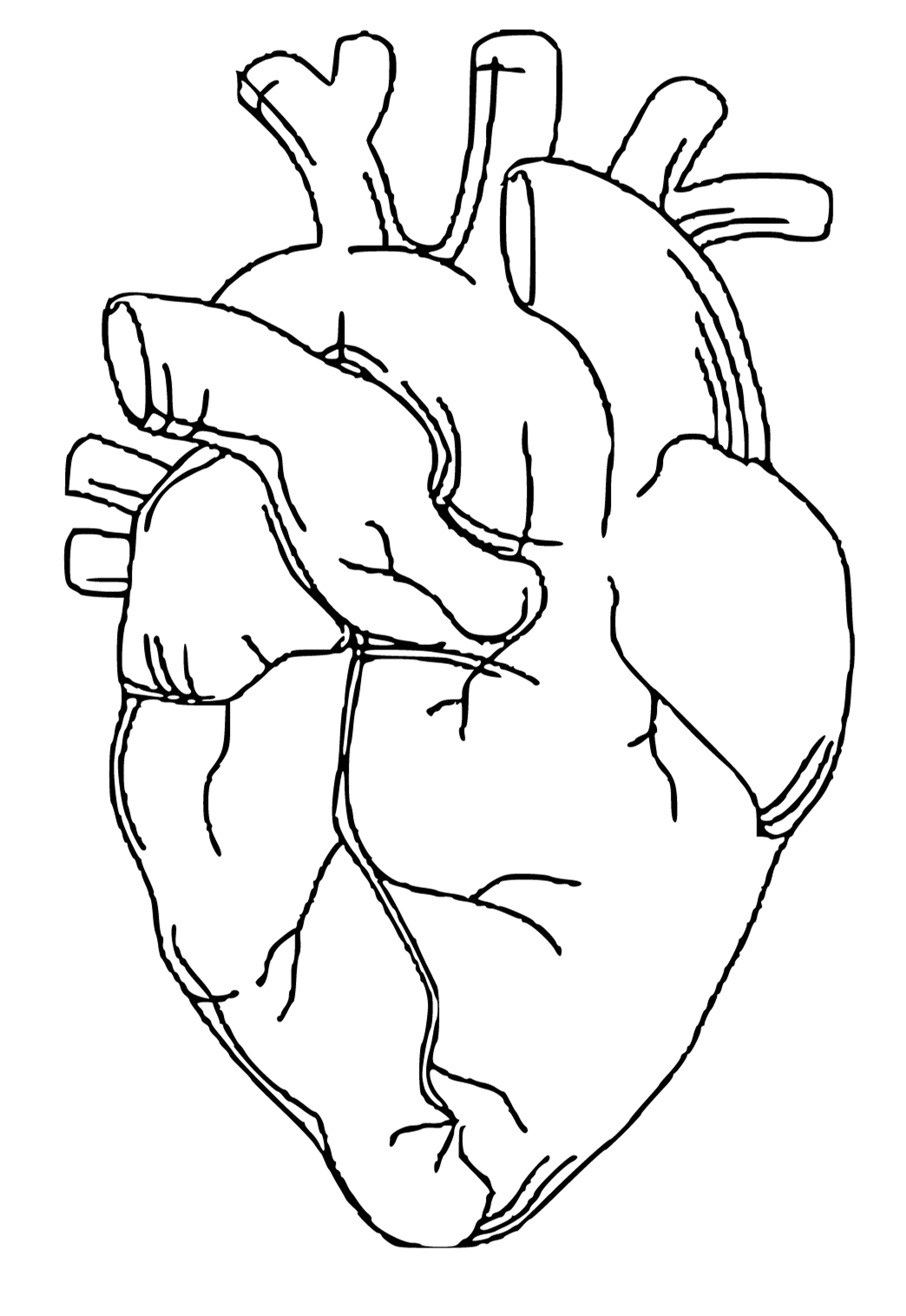 Free printable anatomy heart coloring page for adults and kids