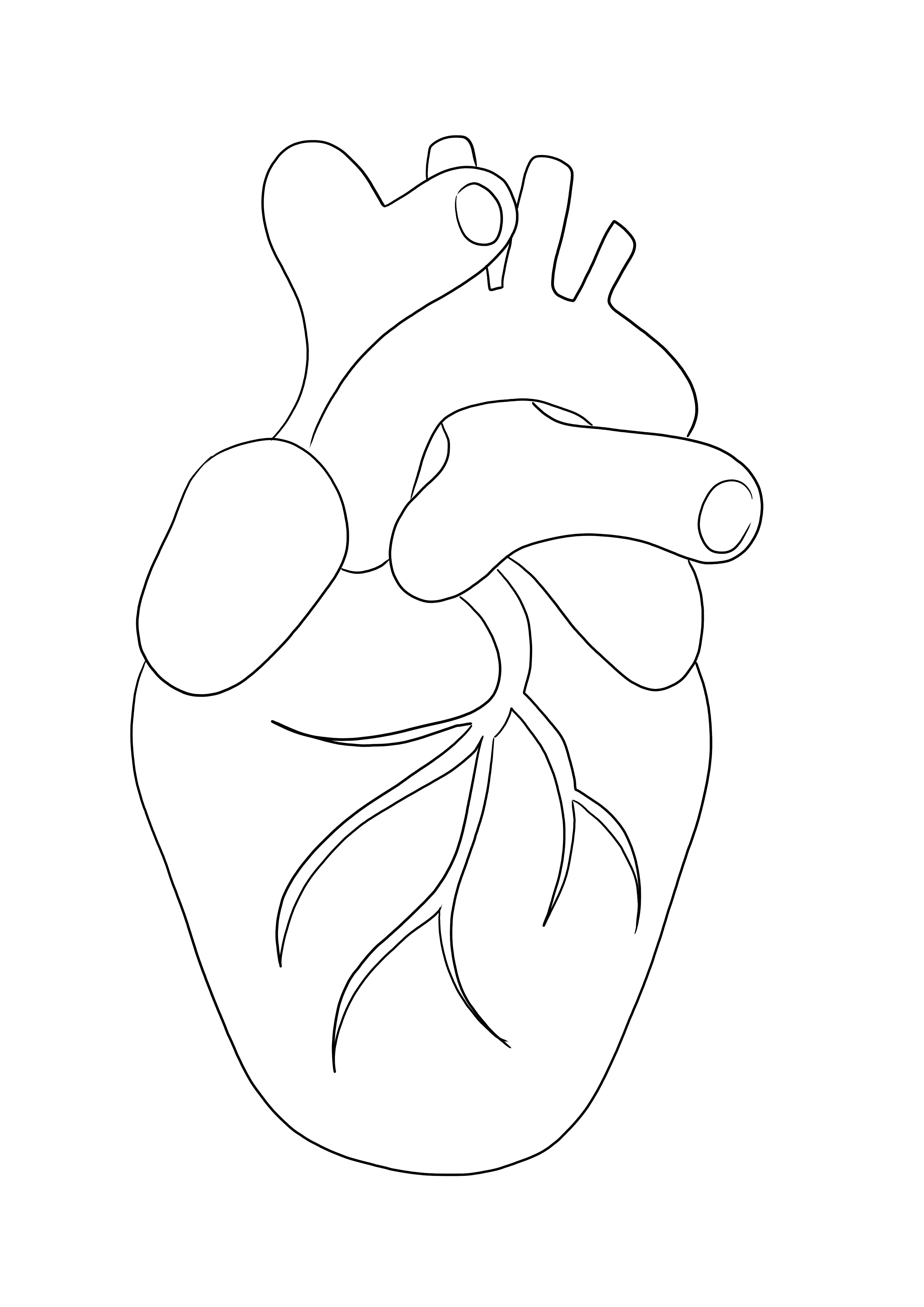 Human heart